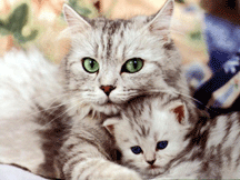 Momma Cat with her kitten