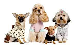 Dogs all Dressed up